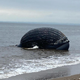 The humpback whale found off Staten Island in mid-September.